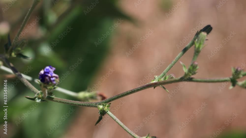 California Native Plant, Wild Plants in Santa Barbara California California Native Plant, Wild Plants in Santa Barbara California