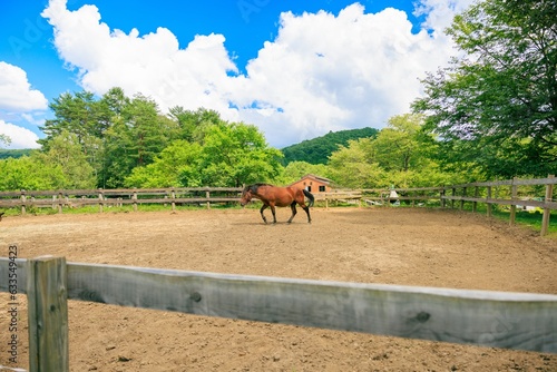 のどかな夏の風景：緑の牧場