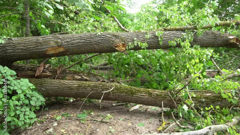 Fallen tree after hurricane on forest path. Lightning struck a tree trunk and broke it during a thunderstorm Fallen tree after hurricane on forest path. Lightning struck a tree trunk and broke it during a thunderstorm