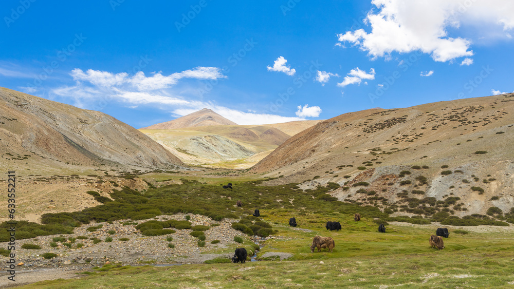 Obraz premium Herd of Yaks grazing in the open green pastures of Ladakh