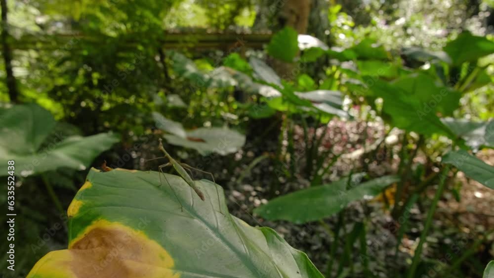 close up shot of green stick insect, camouflages on leaf half green, half brow in Amazon Rainforest close up shot of green stick insect, camouflages on leaf half green, half brow in Amazon Rainforest