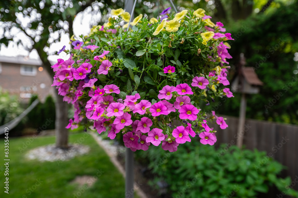 Enjoy the delicate charm of pink flowers in a pot, an epitome of grace and beauty. These blossoms, encased in their container, bring a touch of elegance to any space, whether indoors or in a garden se Enjoy the delicate charm of pink flowers in a pot, an epitome of grace and beauty. These blossoms, encased in their container, bring a touch of elegance to any space, whether indoors or in a garden se