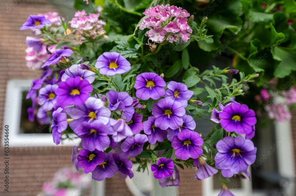 Obraz premium Behold the enchanting beauty of purple flowers, surrounded by vibrant green leaves. This charming display of nature's artistry symbolizes grace, elegance,.