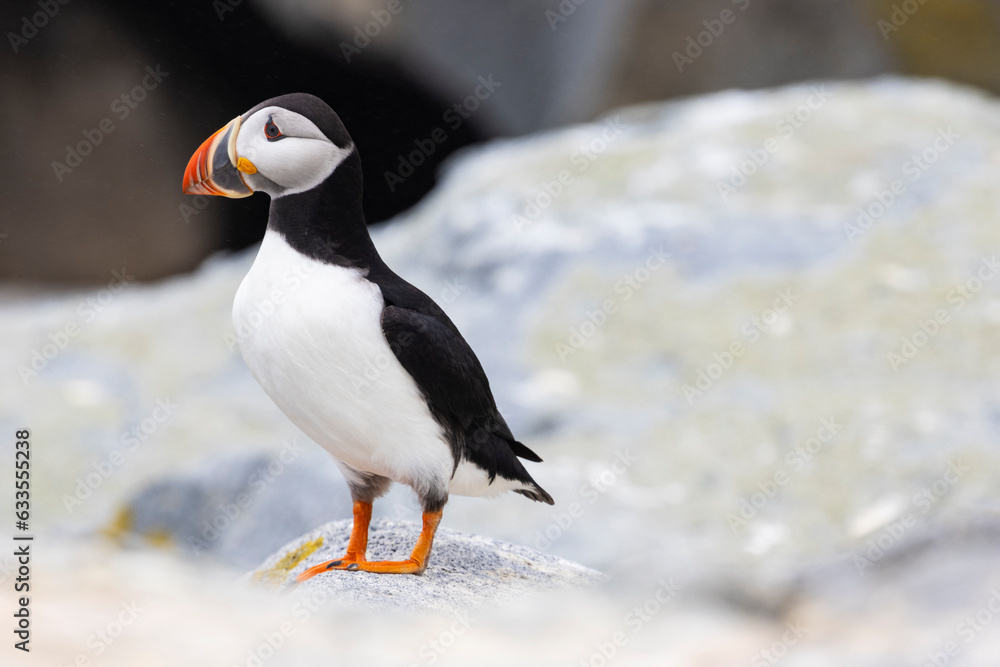 Fototapeta premium Closeup of Atlantic Puffin Bird