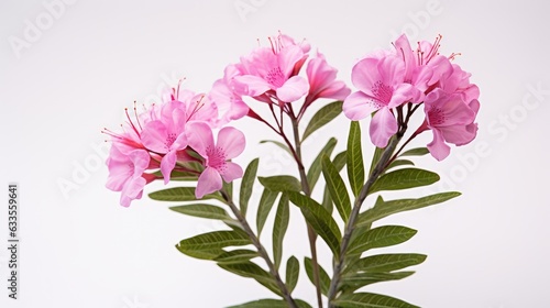 bouquet of pink flowers