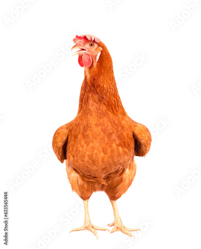 full body of brown chicken ,hen standing isolated white background use for farm animals and livestock theme
