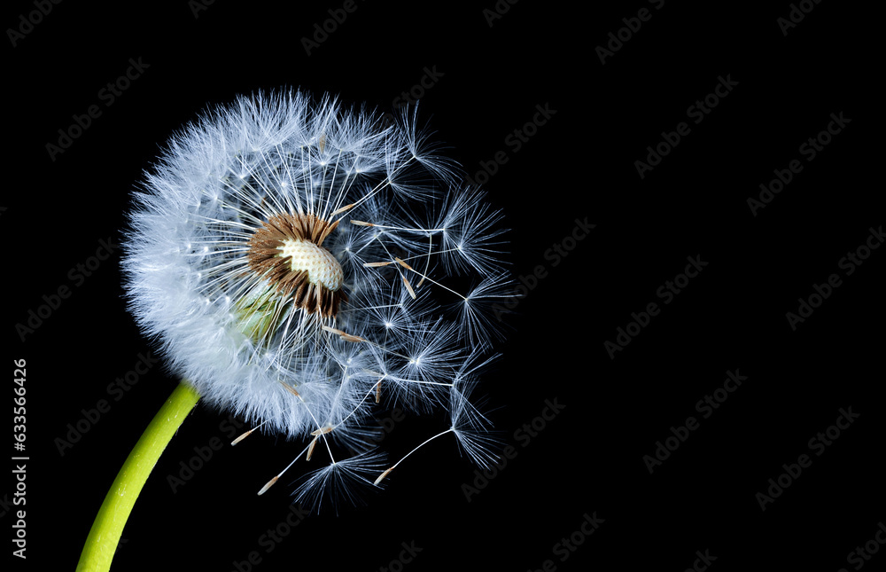 Fototapeta premium Silhouettes Of Dandelions