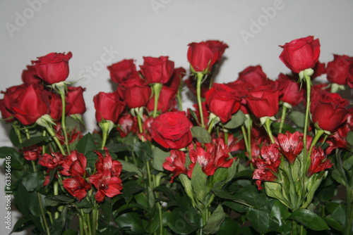 Beautiful red roses isolated. background for your projects