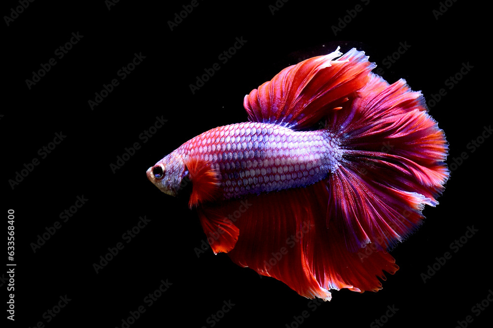 Multi Color Betta fish Halfmoon and Crowntails from Thailand or Siamese fighting fish isolated in Black Background Multi Color Betta fish Halfmoon and Crowntails from Thailand or Siamese fighting fish isolated in Black Background