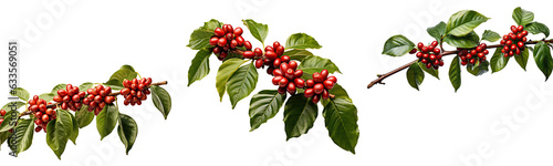 Red Coffee beans on a tree branch collection , Raw Coffee beans elegant illustration isolated transparent background, PNG , Generative AI photo