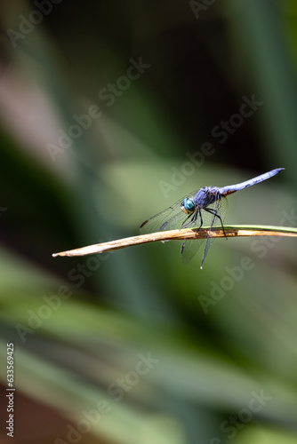 Closeup a dragonfly over a pond 