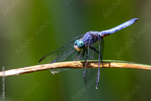 Closeup a dragonfly over a pond 
