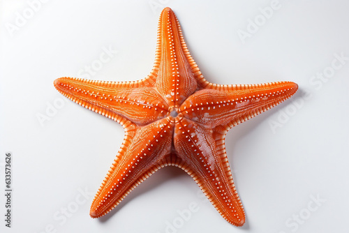 fish star on white background