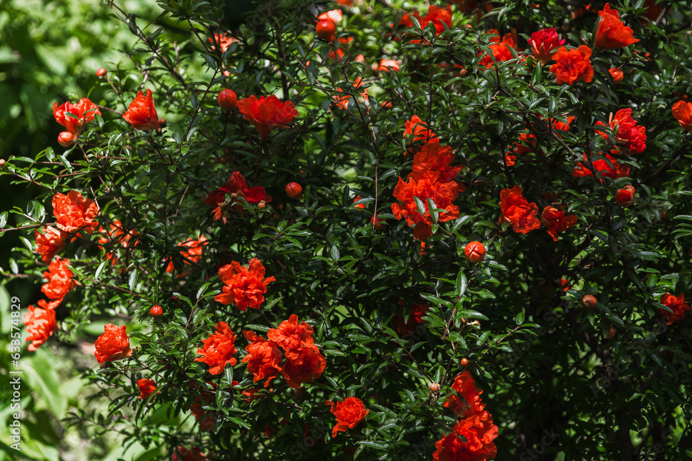 Pomegranate flower. A beautiful bright red flower on a branch with green leaves. A fruit tree is blooming. Pomegranate branches with bright red flowers. Red flowers on a pomegranate tree in the garden