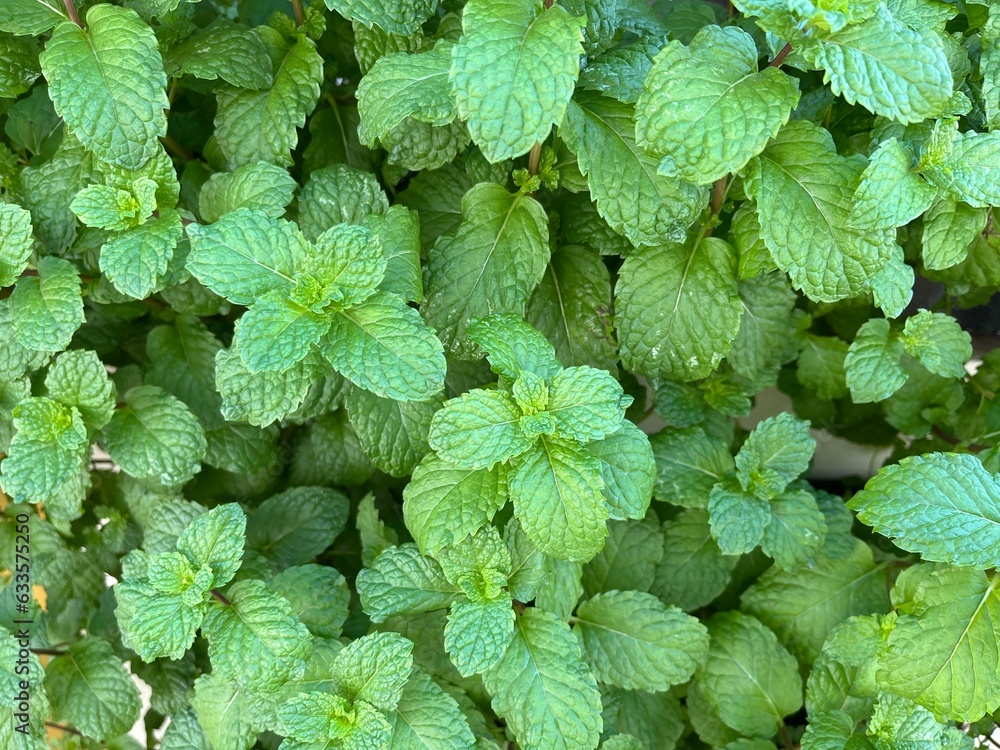 Background of fresh mint plant with many green leaves grow in a home garden Background of fresh mint plant with many green leaves grow in a home garden
