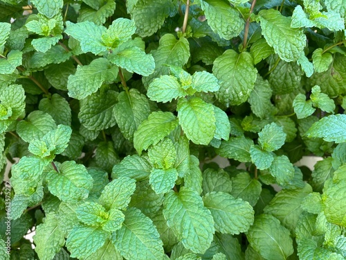 Background of fresh mint plant with many green leaves grow in a home garden