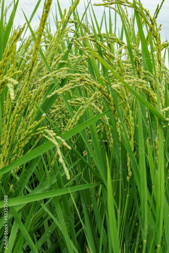 花芽をつけた水田の稲穂