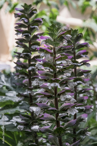 Tela Acanthus balcanicus is an endemic perennial plant of the genus Acanthus