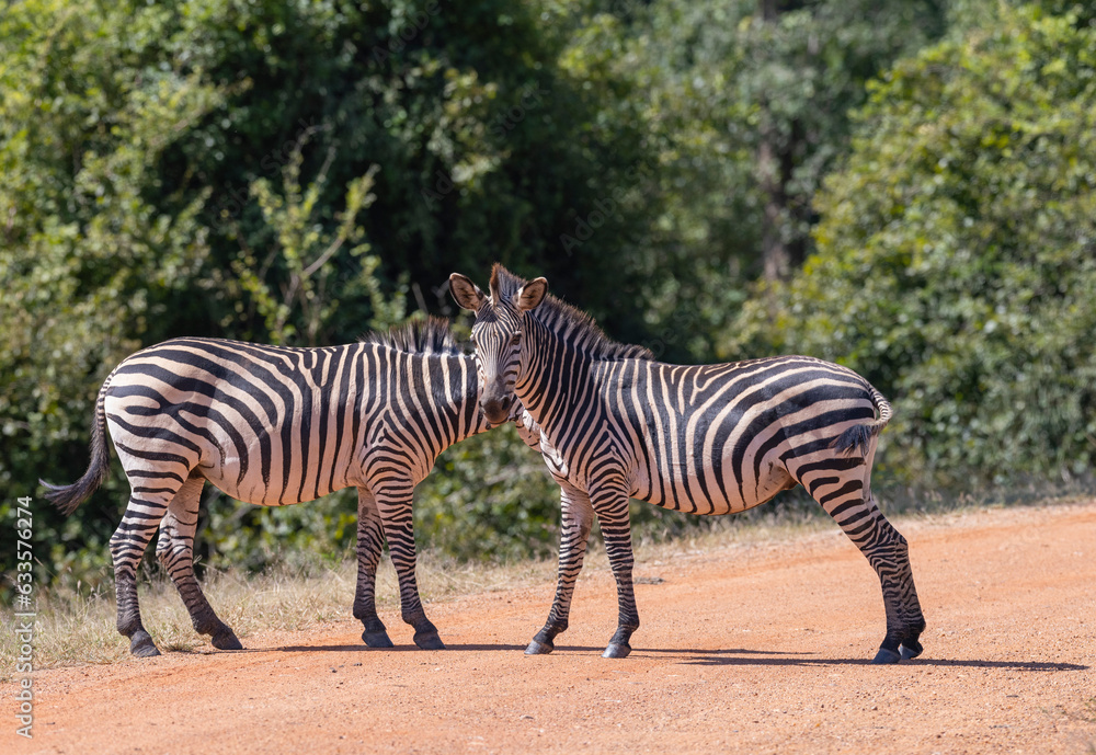 Two Zebras standing together in natural African habitat Two Zebras standing together in natural African habitat