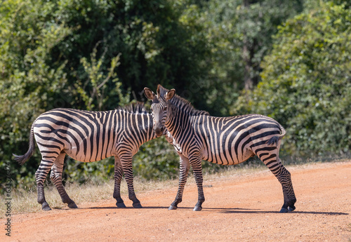 Two Zebras standing together in natural African habitat