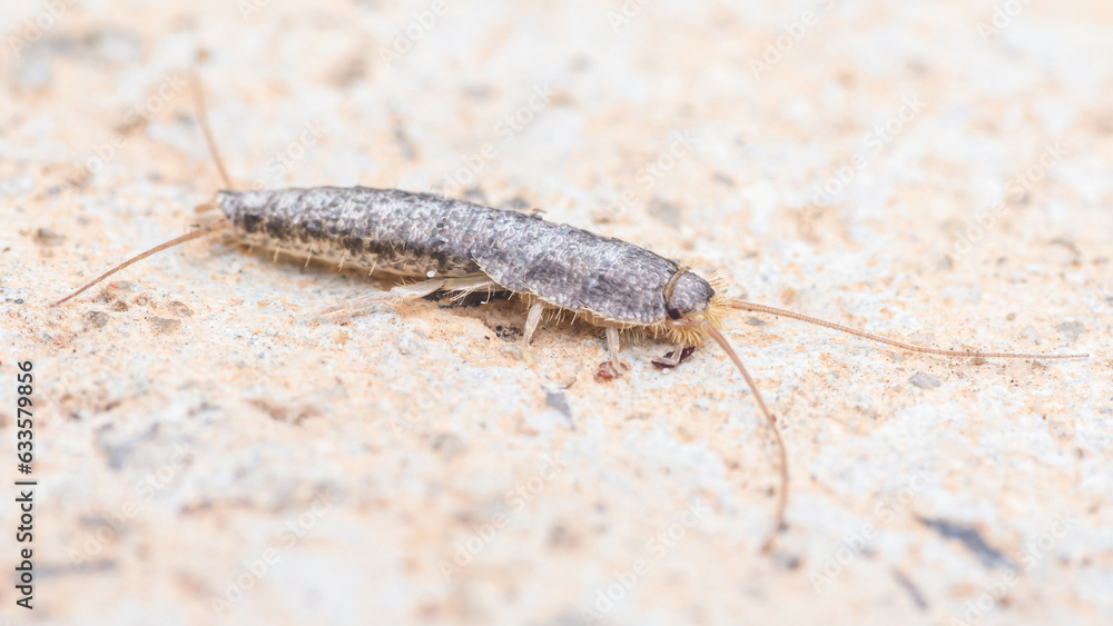 A Silverfish (Lepisma saccharinum) on floor, Insect running on floor. A Silverfish (Lepisma saccharinum) on floor, Insect running on floor.