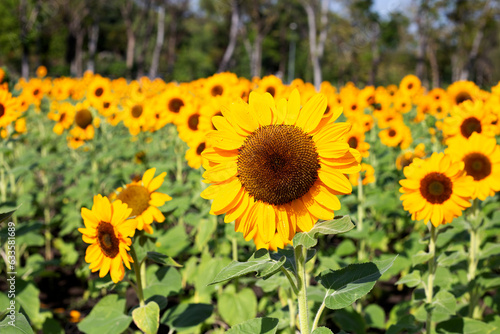 Sunflower field  Beautiful summer landscape.