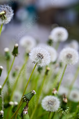 Ripe blowball with seeds Dandelion (Taraxacum sect. Ruderalia) in closeup with blurred background, Pusteblume photo