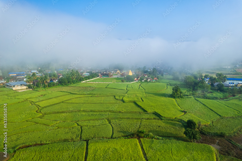 Beautiful  rice field in the morning at countryside of Loei province, Thailand.
