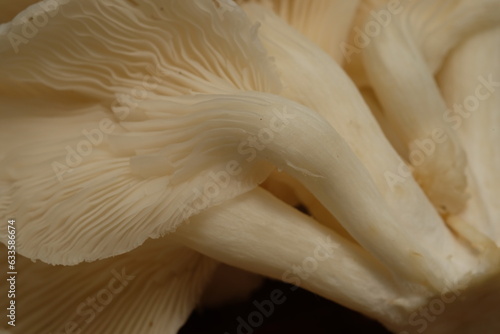Jamur tiram putih. White oyster mushrooms on woven bamboo baskets. Oyster mushroom is a food fungus from the Basidiomycota group and belongs to the Homobasidiomycetes class. Pleurotus ostreatus. 