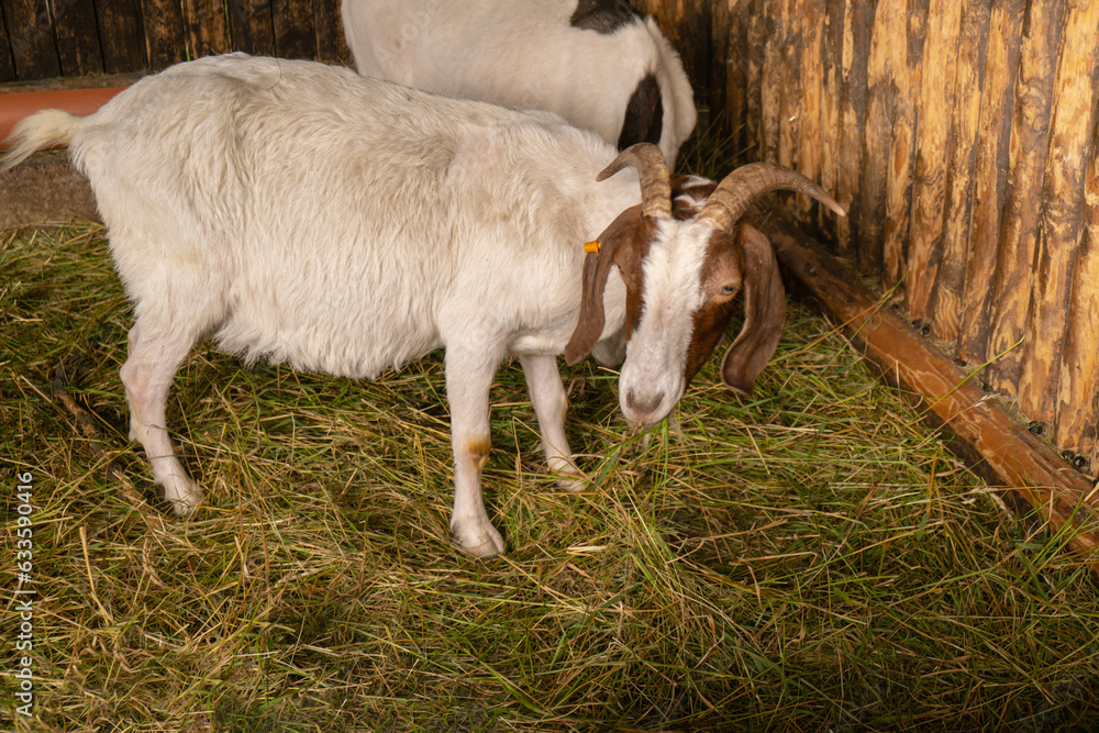Obraz premium Animals goats eating in the farm. Domestic farm chews. Agriculture and ecology. Goat farm dairy . Full udder with milk, food for little kids, livestock raising on the farm, farming, walking pets on