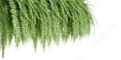 Green fern isolated on white background