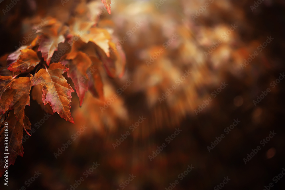 Lively closeup of falling autumn leaves with vibrant backlight from the setting sun Lively closeup of falling autumn leaves with vibrant backlight from the setting sun