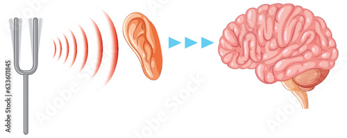 Educational Graphic: Human Hearing Systems and Brain Transmission