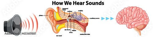 Educational Infographic: Human Hearing Systems Explained