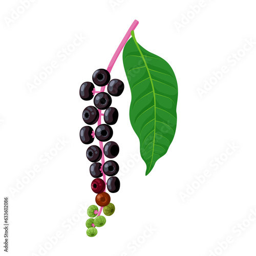 vector illustration, Phytolacca americana, also known as American pokeweed, pokeweed, poke sallet, dragonberry, and inkberry, isolated on white background.