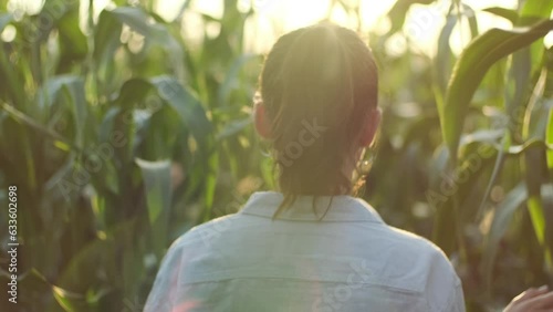 Woman walks in corn field. Farmer walking through green leaves in field of vegetables at sunset, agriculture farming and harvesting concept photo