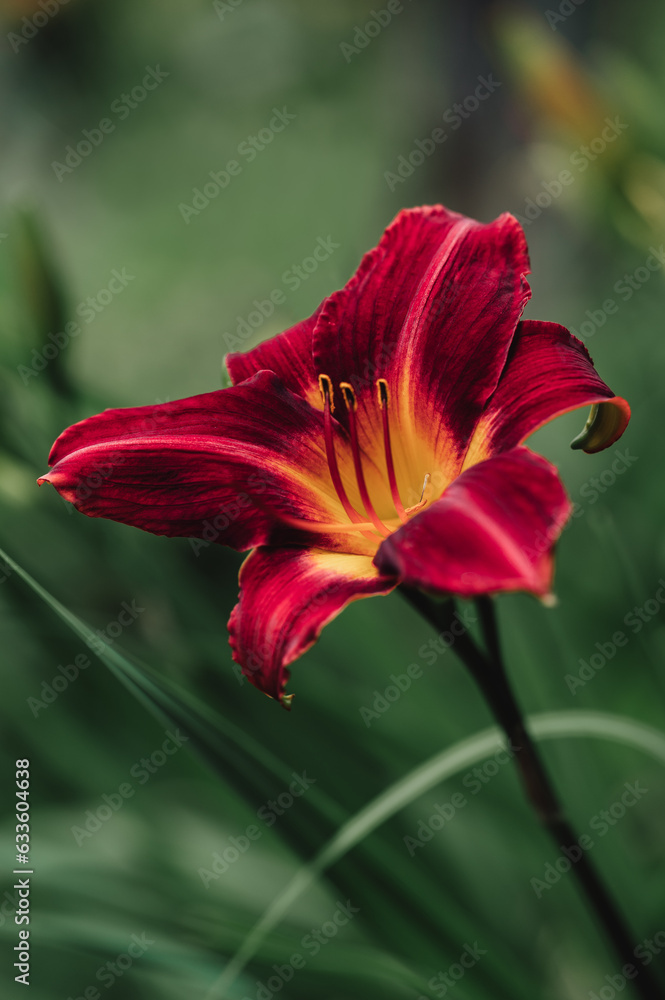 Close up of red daylily flower blooming outside on summer day. Close up of red daylily flower blooming outside on summer day.