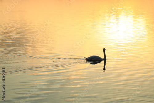 Silhouette of a lonely swan in the reflection of the setting sun in the water