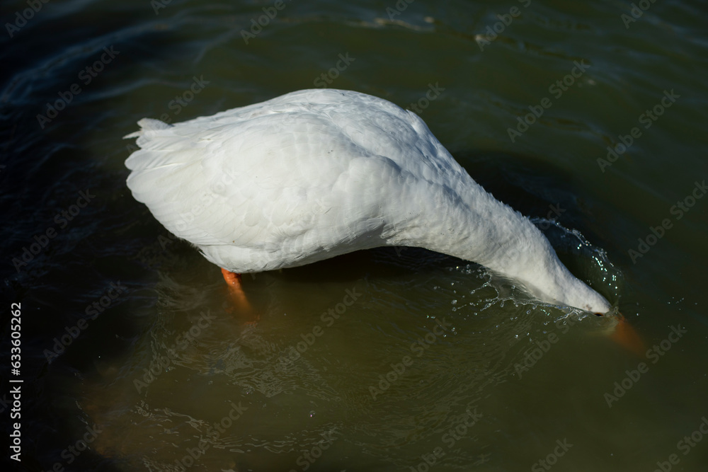 Goose lowered its head under water. Goose lowered its head under water.