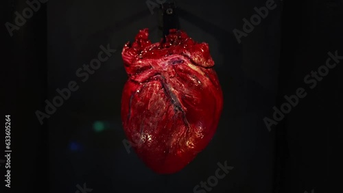 Beating living heart raw close-up. Donor organ for cardiological surgery. Laboratory artificial implant
