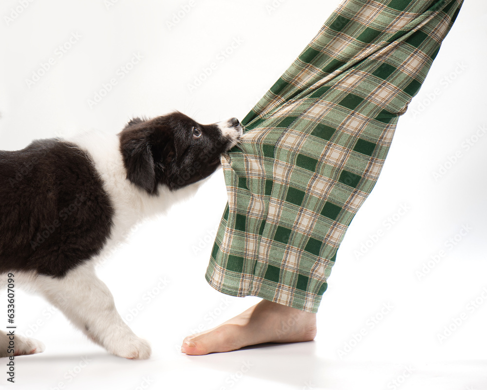 Little black and white puppy bites green pajama pants, puppy