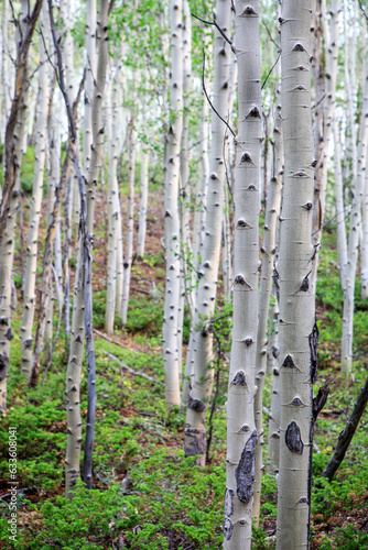 Aspen trees in national forest near Leadville  CO.