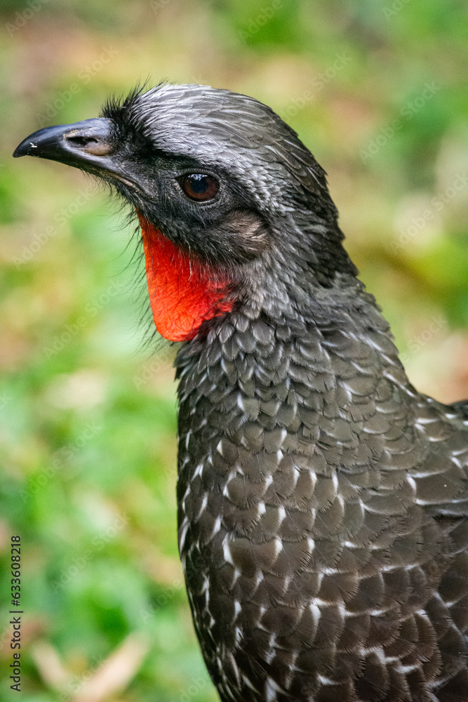 Beautiful view to black bird with red throat (Dusky-legged Guan) Beautiful view to black bird with red throat (Dusky-legged Guan)