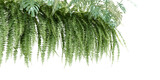Close up green fern isolated on white background