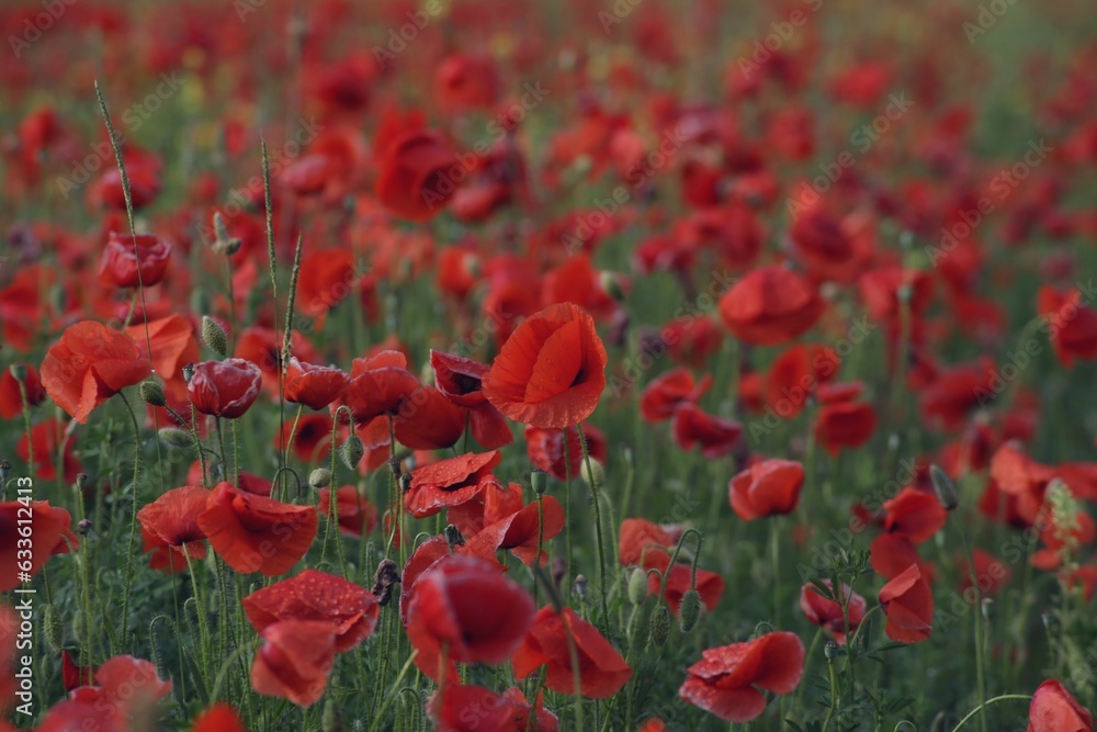 Fototapeta premium Wild poppies in the field