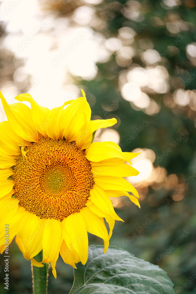 Naklejka premium beautiful yellow sunflower close up in garden, abstract sunny natural background. summer season, harvest time. template for design. copy space