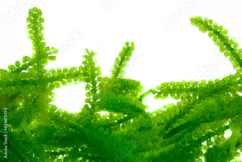 Sea Grapes , Umi-budou, Seaweed , green caviar, Healthy sea food  background