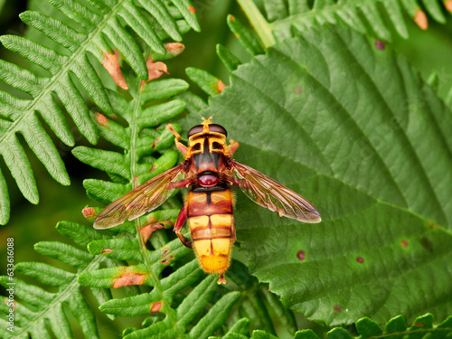 Giant Flower Flies. Hover Flies. Family Syrphidae. Milesia crabroniformis  photo