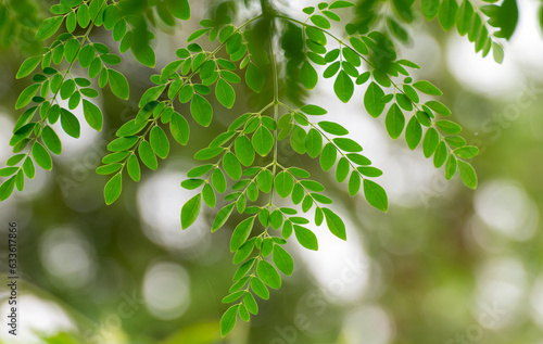 Moringa oleifera, Moringa leaves on tree, green leaves photo