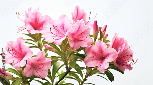 pink azalea macro isolated on white